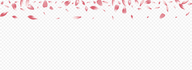 Color Cherry Vector Panoramic Transparent