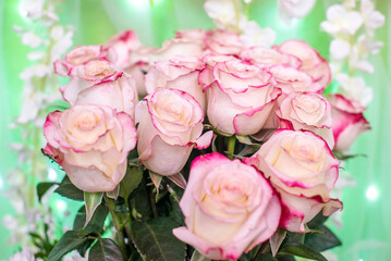 Bouquet of pink roses on a green background
