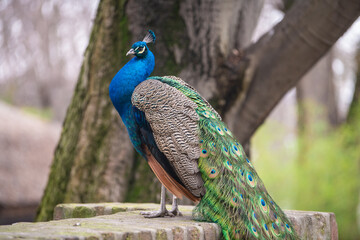 Portrait of beautiful peacock. Indian or blue peafowl. - obrazy, fototapety, plakaty
