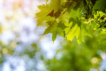 Green nature background with maple leaves
