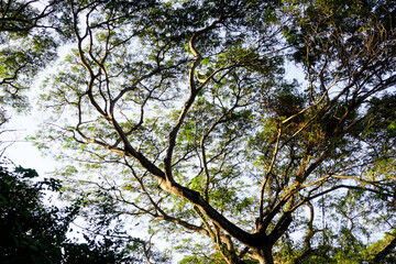 Tree canopy nature background, Low angle view