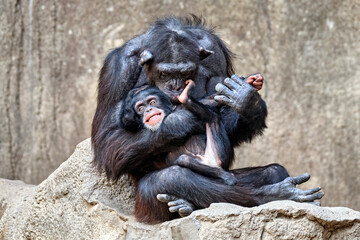 Westafrikanischer Schimpanse ( Pan troglodytes verus ).