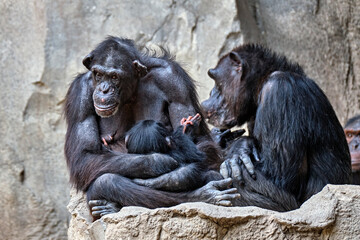 Fototapeta na wymiar Westafrikanischer Schimpanse ( Pan troglodytes verus ).