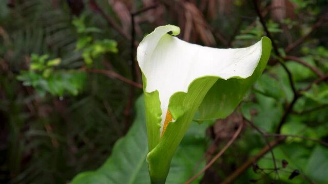 wide and close view of White giant Arum Lily or Callum Lily in a garden