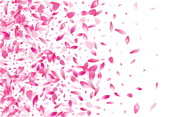 Pink Rose Petal Vector White Background. Pastel