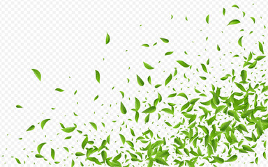Swamp Leaf Motion Vector Transparent Background
