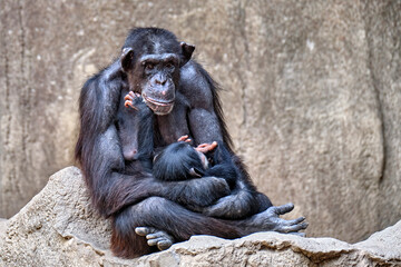 Westafrikanischer Schimpanse ( Pan troglodytes verus ).