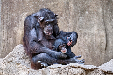 Westafrikanischer Schimpanse ( Pan troglodytes verus ).