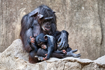 Westafrikanischer Schimpanse ( Pan troglodytes verus ).