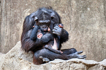 Westafrikanischer Schimpanse ( Pan troglodytes verus ).