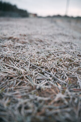 Frozen grass in the winter morning. Cold weather background concept.