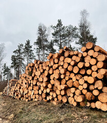 Stacked lumber wood by the road. Freshly cut pine logs. Concept of deforestation and ecology harm.