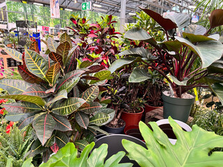 Interior of a garden center. Selling home plants, trees and flower saplings. Early spring planting season. gardening store from the inside.