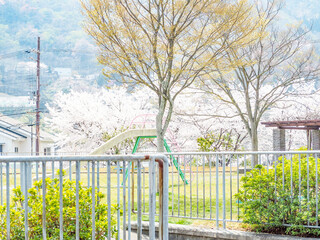 春に桜が咲く公園