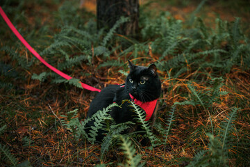 Black domestic cat during the walk. Pet walking in the forest.