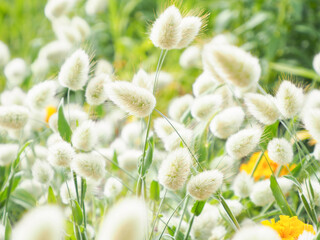 猫じゃらしのようなラグラス