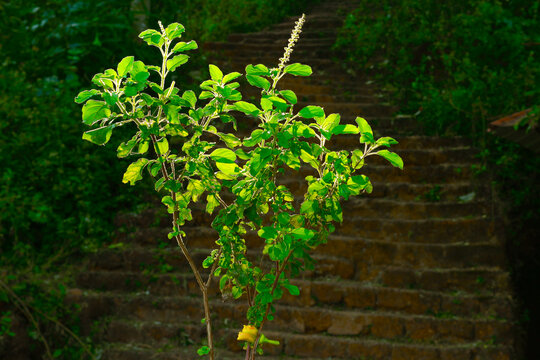  Hindu sacred plant Tulasi in the backlight, in the morning in India.  