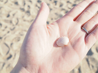 手のひらの白い貝殻