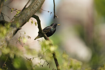 Common starling in the park on light background (Sturnus vulgaris), bird with glossy plumage