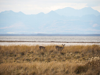 北海道野付半島のエゾシカ（10月）