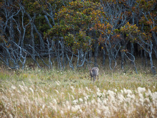 北海道標津町の森の前にいる蝦夷鹿（10月）