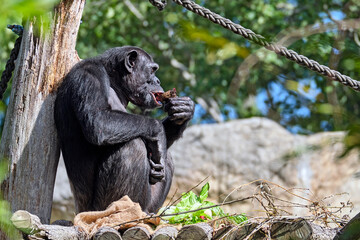 Westafrikanischer Schimpanse ( Pan troglodytes verus ).