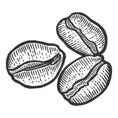 Coffee beans sketch engraving PNG illustration with transparent background
