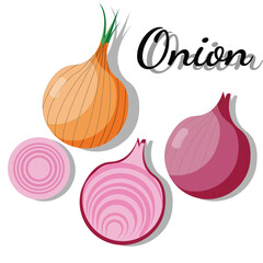 illustration of onions and onion, pile onion, slice onion, for teacher, student , college, banner, flyer, power point, and another comercial use
