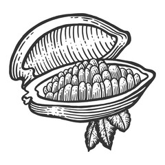 Cocoa fruit sketch engraving PNG illustration with transparent background