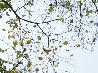 Obraz na płótnie Canvas 秋の木々