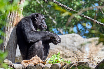 Westafrikanischer Schimpanse ( Pan troglodytes verus ).