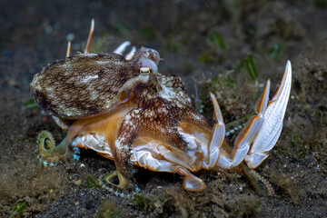 Coconut Octopus feeds on a crab. Underwater night life of Tulamben, Bali, Indonesia.