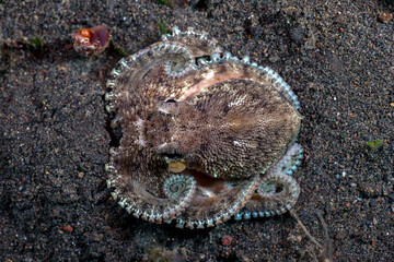Obraz premium Coconut Octopus - Amphioctopus marginatus at night. Sea life of Tulamben, Bali, Indonesia.