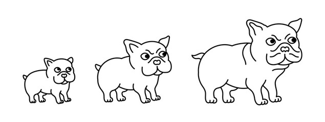 Bulldog growth set. From puppy to adult dog. Animal pets. Editable outline stroke. Vector infographic.