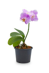 purple or pink orchid flowers on black pot with isolated on white background 
