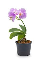 purple or pink orchid flowers on black pot with isolated on white background 
