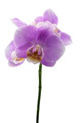 Fototapeta na wymiar purple or pink orchid flowers with isolated on white background 