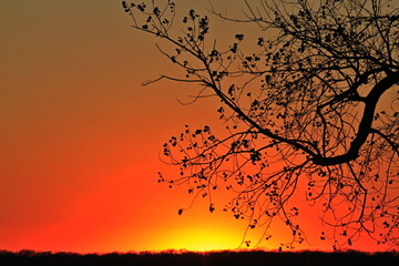 tree silhouette at sunset in Kansas