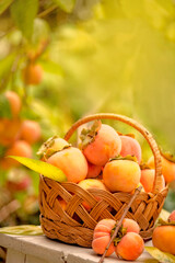  Basket with ripe persimmon fruits among persimmon branches in the garden.
