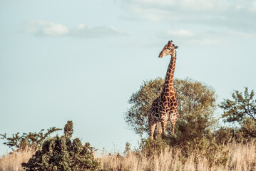 giraffe in the wild
