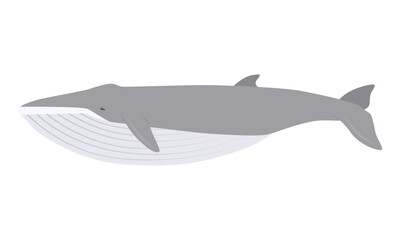 ニタリクジラのイラスト
