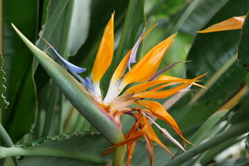 flower, 낙원, 버드, 식물, 열대, 네이처, orange, 개화, 미, 식물, 나뭇잎, 뜰, 변색, yellow, 블로섬, flower, 꽃, 매크로, 하와이, 식물학, 섬, 식물