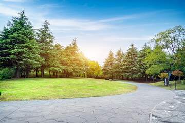 Street view of green forest in the park