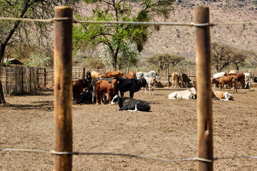 calf sited with the herd in the padlock