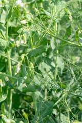Green Pea plant bloom in the garden