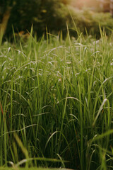 Grass in the sun's rays close-up. Ecology and nature. Themes of freshness and clean air. Greenery and beauty. Blurry background in the sun's rays. Morning dew.