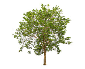Obraz premium Green bamboo tree isolated on transparent background with clipping path, single bamboo tree with clipping path and alpha channel. are Forest and foliage in summer for both printing and web pages.
