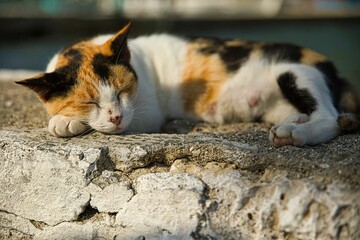 Black white orange cat sleeping on a stone wall.