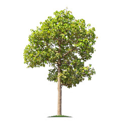 Green tree isolated on transparent background with clipping path, single tree with clipping path and alpha channel. are Forest and foliage in summer for both printing and web pages. 