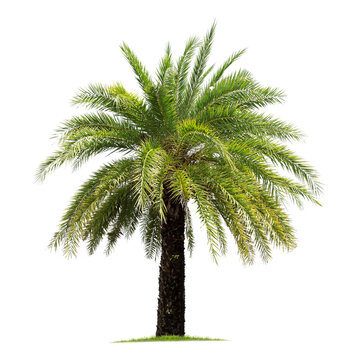 Green palm tree isolated on transparent background with clipping path, single palm tree with clipping path and alpha channel. are Forest and foliage in summer for both printing and web pages.